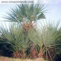 Nannorrhops ritchiana 